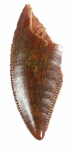 Serrated, Raptor Tooth - Morocco #48138